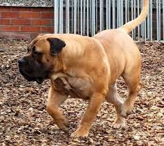 Saxon Boerboels Boerboel Breeders In Lancashire Uk Breeding Quality Home Reared Boerboel Puppies We Are Regi Boerboel South African Mastiff Bull Mastiff Dogs