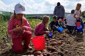 Wir verraten, woran sie erkennen, ob die knollen in ihrem garten reif sind und wie sie sie unbeschädigt aus der erde holen. Kinder Ernten In Ramsdorf Kartoffeln Wie Damals