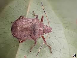 Image result for Hypolytrum pynaertii