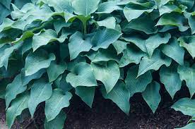If there was ever a popularity contest for perennials, the hosta would surely prevail. 12 Colorful Hosta Types For Your Garden