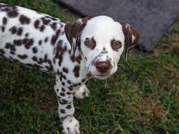 Welcome to the dalmatian club of america breeder referral information page. Obx Dalmatians Has Puppies For Sale On Akc Puppyfinder Dalmatian Puppies For Sale Dalmatian Puppy Dalmation Puppy