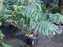 Philodendron Monstera Deliciosa Plants Tropical Plants Philodendron Monstera