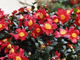 Camellia sasanqua and camellia japonica are the two most common species of camellias to grow. Camellia Sasanqua Yuletide Candle Camellia Evans Nursery