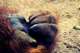 Monkey Hand Close Up Animals Hands Close Up