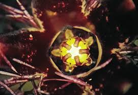 Image result for Ceropegia incana