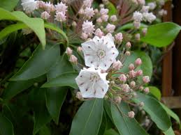 In the wild, mountain laurel tends to grow near a woodland clearing. Gardening 101 Mountain Laurel Gardenista