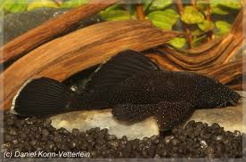 Commons prefer warm water from 72 to 86°f, so you may not need a heater in your aquarium or outdoor pond. Ancistrus Dolichopterus L183 Starlight Ancistrus L183 Hypostoma Punctatum Seriously Fish