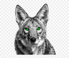 Security phoenix coloring pages mythical creat. Front Page Story Brownsville Herald Coyotes Reported Coyote With Green Eyes Clipart 57365 Pikpng