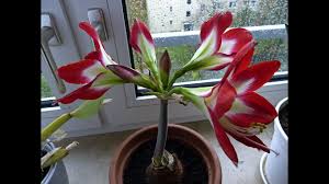 Wenn sie blühen, bekommen sie viele dunkelrote blüten von 20 die ideale topfgröße ist wenn zwischen der zwiebel und dem topfrand eine daumenbreite platz ist. Amaryllis Richtig Pflegen Nach Der Blute