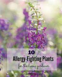 Best Plants For Allergies How To Fight Allergies Naturally With Plants Plants Cool Plants Allergies