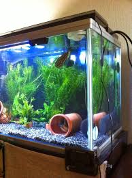 いろいろ飼育にっき: ポリプテルス・セネガルスとレオパードクテノポマの相性…？