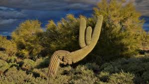 For more farming information, see agriculture. Arizona S Summer Has Been So Hot And Dry That Saguaros Are Falling Iheartradio
