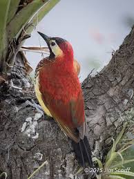 Grey Bird With Red Neck The First Bird I Saw In Ecuador A Crimson Mandibled Woodpecker Woodpecker Bird Black Neck