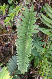 Image result for Pleopeltis macrocarpa