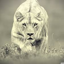 Tons of awesome hunting wallpapers to download for free. Lion Hunting Wallpaper For Ipad 3