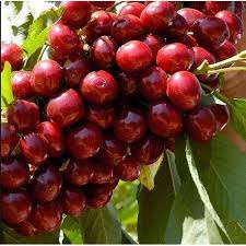 If you take a close look at the fruit, you should be able to distinguish cherry trees from other fruiting trees, such as cherry. Cherry Tree à¤š à¤° à¤• à¤ª à¤¡ à¤š à¤° à¤Ÿ à¤° In Bilaspur Nishant Biotech Id 8941334573