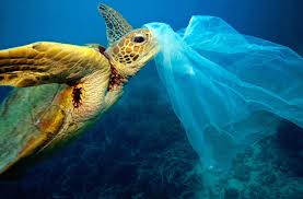 Resultat De Recherche D Images Pour Plastic Bag Pollution Dieren Zeedieren Plastic Dieren
