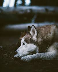Rabia Demirel Adli Kullanicinin Wolf Panosundaki Pin Goruntuler Ile