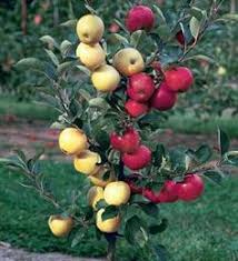 You can have winter and summer oranges available at the same tree. 8 Best Multi Fruit Tree Ideas Fruit Tree Fruit Trees