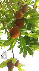 Image result for Manilkara koechlinii