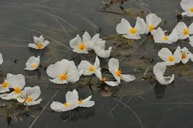 Image result for Ottelia fischeri