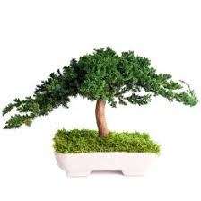 This is a family run business and all of them are really nice and very helpful. Bonsai Tree Buy Preserved Bonsai Trees Price Sale Of Bonsai Tree In The Online Store Etoileflora