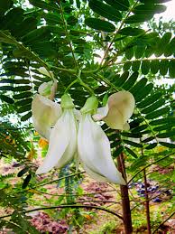 Image result for Sesbania dummeri
