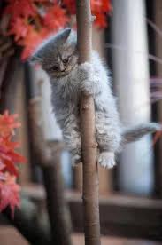 Cat Inspired By Kung Fu Panda D Dancing Cat Kittens Kittens Cutest