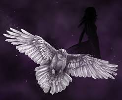 Black And White Raven Images The White Raven White Raven Raven Black Bird