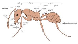 Ant Identification Guide How To Identify Ants Domyown Com