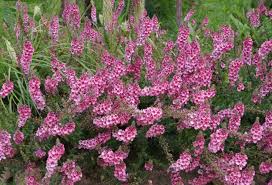 Image result for Diascia