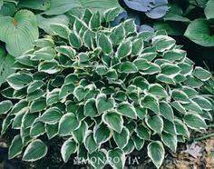 Department of agriculture hardiness zone 9, which has temperate climates never reaching below 20 to 30 degrees f. 38 Zone 9a Ideas Plants Landscaping Plants Plant Catalogs