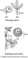 Image result for Medicago laciniata