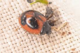 Image result for Exochaenium exiguum