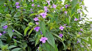 Image result for Barleria cristata