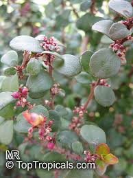 Image result for Myrsine africana