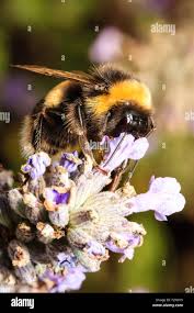 Image result for Bombus hortorum