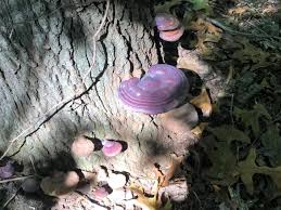 Image result for Ganoderma curtisii