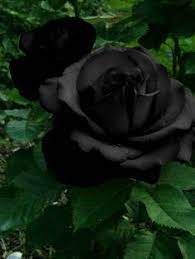 ROSAS PRETAS