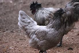 Swedish Blue Hen An Isbar Svart Hona Hybrid Black Meat And Green Eggs Beautiful Chickens Pet Chickens Cute Chicken Coops
