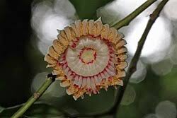 Image result for Napoleonaea angolensis