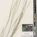 Image result for Urochloa dictyoneura