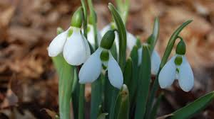 What bulb flowers do deer not eat. Spring Flowering Bulbs That Deer Won T Eat Dengarden