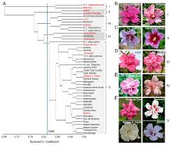 Image result for Hibiscus syriacus Violet Clair Double