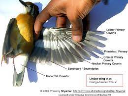 We did not find results for: Wing Anatomy Beauty Of Birds