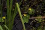 Image result for Nymphoides thunbergiana