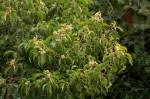 Image result for Heteropyxidaceae