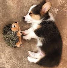 Funny Dog Pictures And Pet Dog Adli Kullanicinin Sevimli Kopek Yavrulari Panosundaki Pin Cok Sirin Hayvanlar Sevimli Hayvan Yavrulari Hayvan Bebekler