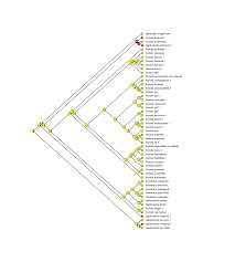 Image result for Satyrium sphaeranthum