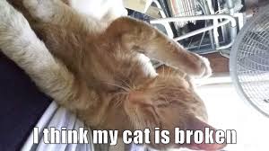 I Think My Cat Is Broken Lolcats Lol Cat Memes Funny Cats Funny Cat Pictures With Words On Them Funny Pictures Lol Cat Memes Lol Cats